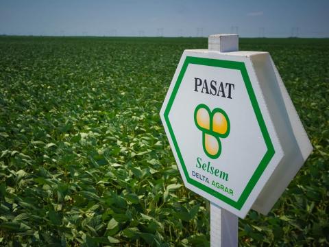 Selsem Pasat (150.000 mag/zsák) szója vetőmag - Ingyenes szállítás országosan