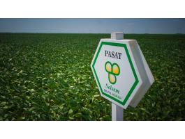 Selsem Pasat (150.000 mag/zsák) szója vetőmag - Ingyenes szállítás országosan