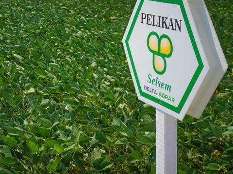 Selsem Pelikan (2.750.000 mag/big-bag zsák) szója vetőmag - Ingyenes szállítás országosan