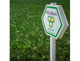 Selsem Pelikan (2.750.000 mag/big-bag zsák) szója vetőmag - Ingyenes szállítás országosan