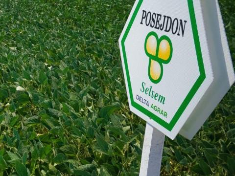 Selsem Poseidon (25kg/zsák) szója vetőmag - Ingyenes szállítás országosan