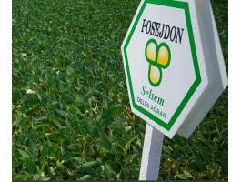 Selsem Poseidon (25kg/zsák) szója vetőmag - Ingyenes szállítás országosan