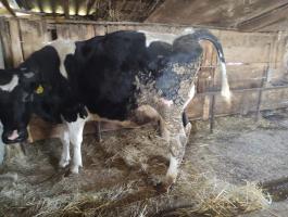 Holstein fríz tehén eladó