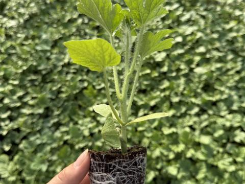 Görög- és sárgadinnye palánta