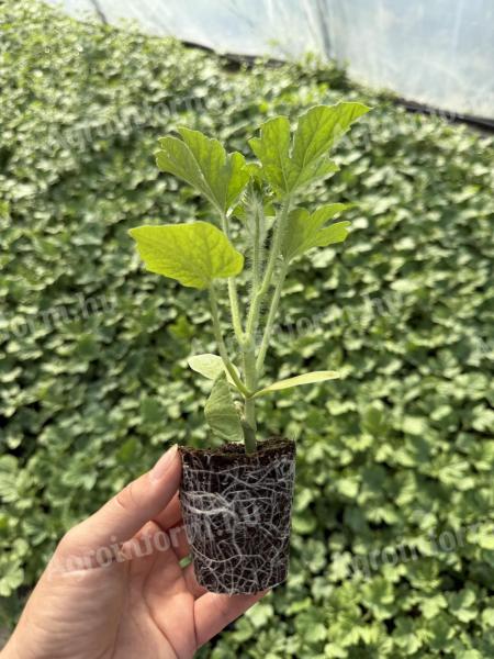 Görög- és sárgadinnye palánta