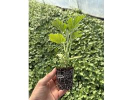 Görög- és sárgadinnye palánta