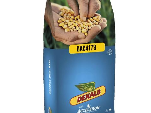 Dekalb DKC4178 FAO: 320-340 kukorica vetőmag - Megbízható, korai választás
