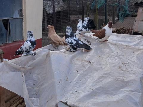 Galambok eladók vagy takarmányborsóra cserélhetők