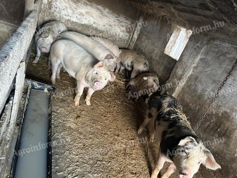 Eladó kis súlyú hízók