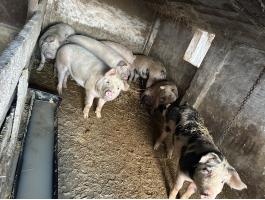 Eladó kis súlyú hízók