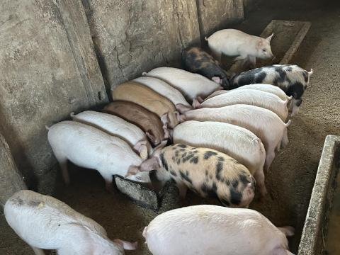 Eladó választási malacok