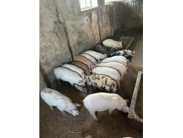 Eladó választási malacok