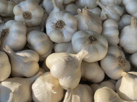 Fokhagyma eladó