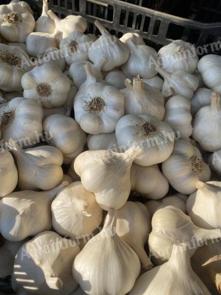 Fokhagyma eladó
