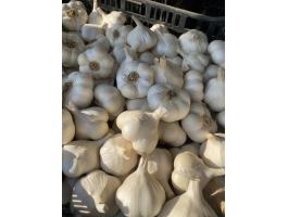 Fokhagyma eladó