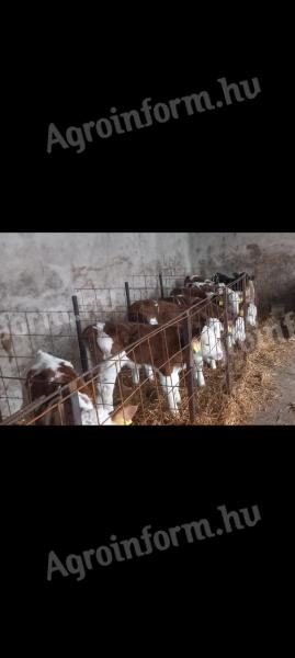 8 db magyartarka borjú eladó