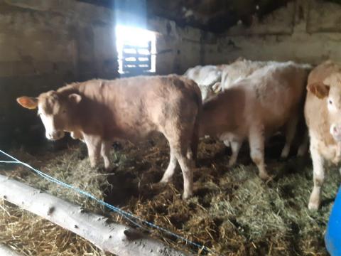 Eladó növendék borjak