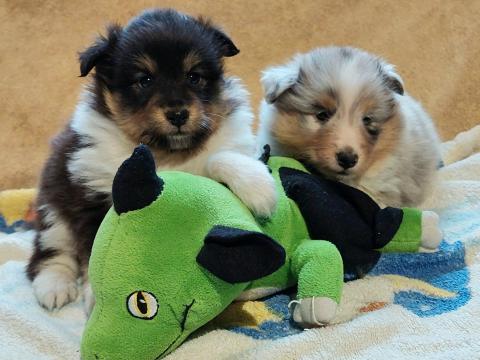 Shetland sheepdog - Sheltie - kiskutyák várják leendő gazdijaikat