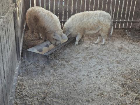 Fajtatiszta szőke mangalica hízók eladók Fajtatiszta szőke mangalica hízók eladók