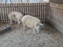 Fajtatiszta szőke mangalica hízók eladók