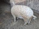 Fajtatiszta szőke mangalica hízók eladók