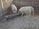 Fajtatiszta szőke mangalica hízók eladók