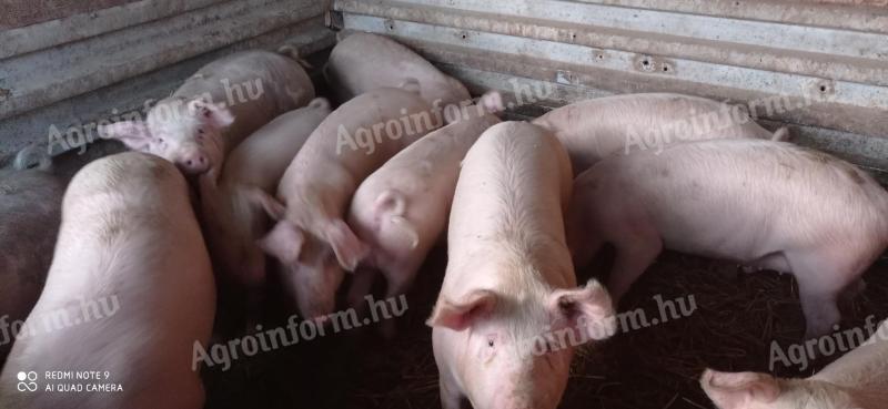 Hízók 140-180 kg eladók