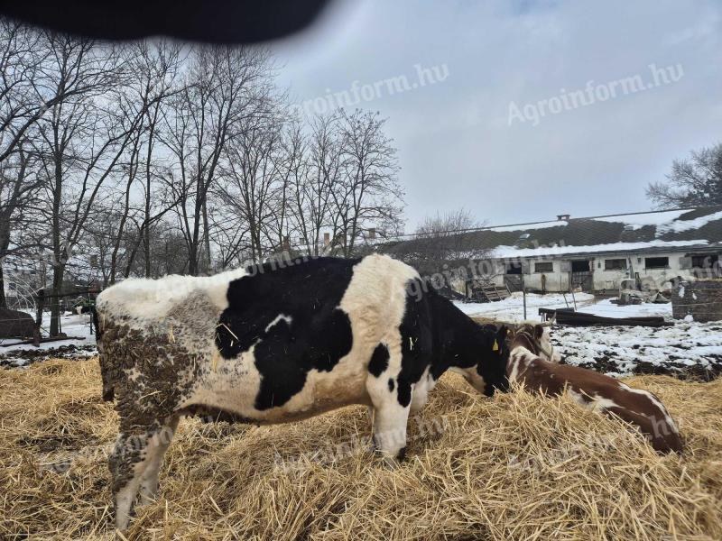 Holstein Tehén elado vagy cserélhető
