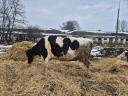 Holstein Tehén elado vagy cserélhető