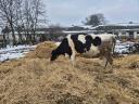 Holstein Tehén elado vagy cserélhető