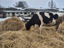 Holstein Tehén elado vagy cserélhető