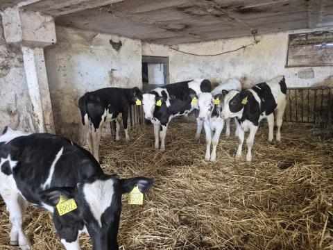 Hf bika borjak eladoak