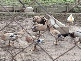 Indiai futókacsa eladó