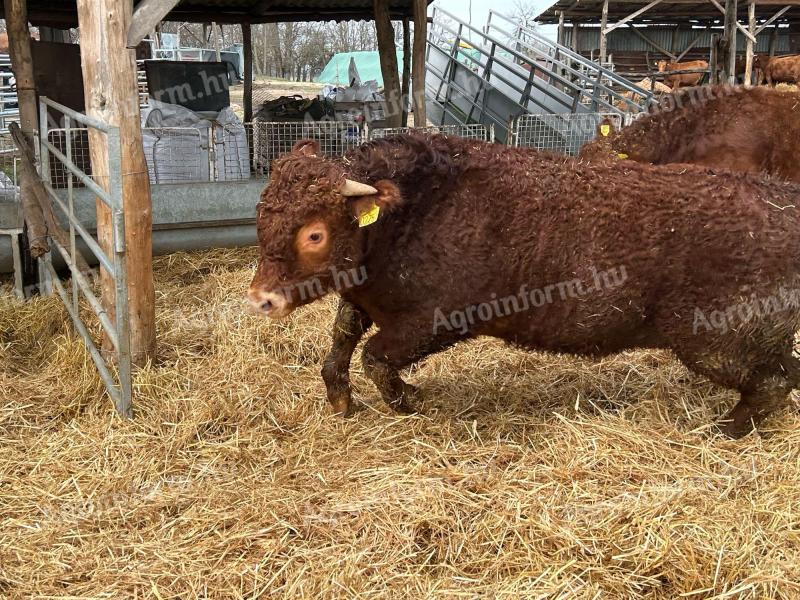Tenyészbika limousin