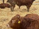 Tenyészbika limousin