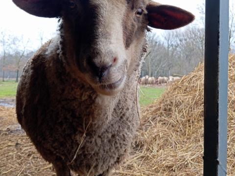 Eladó juhok, kosok és bárányok legeltetésre Eladó juhok, kosok és bárányok legeltetésre