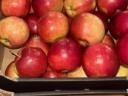 Többféle friss alma Lengyelországból!