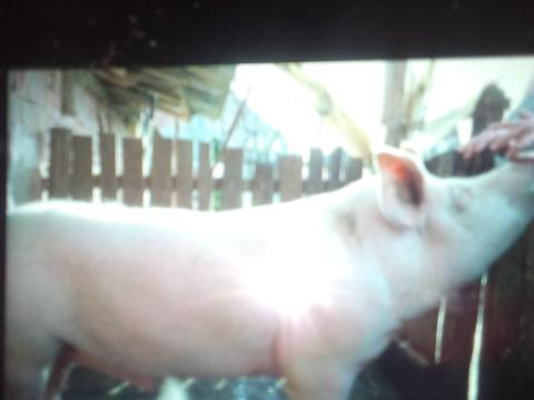 Hízók eladók Hízók eladók