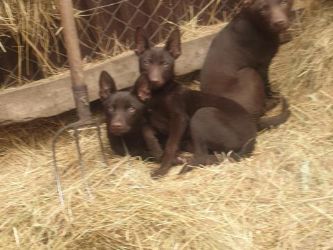 Sinka jellegű növendék kölykök gazdát keresnek Sinka jellegű növendék kölykök gazdát keresnek