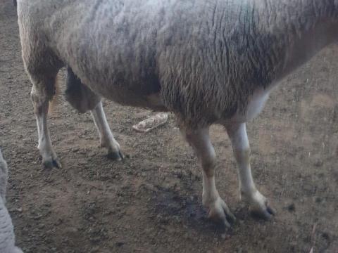 Eladó nagytestű Landschaft kos Eladó nagytestű Landschaft kos