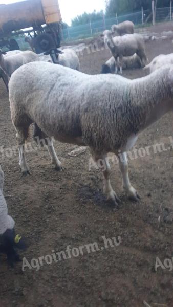 Eladó nagytestű Landschaft kos