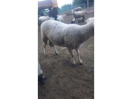 Eladó nagytestű Landschaft kos