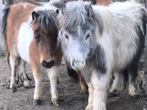 Extra mini lovacska azonnal elvihető Extra mini lovacska azonnal elvihető