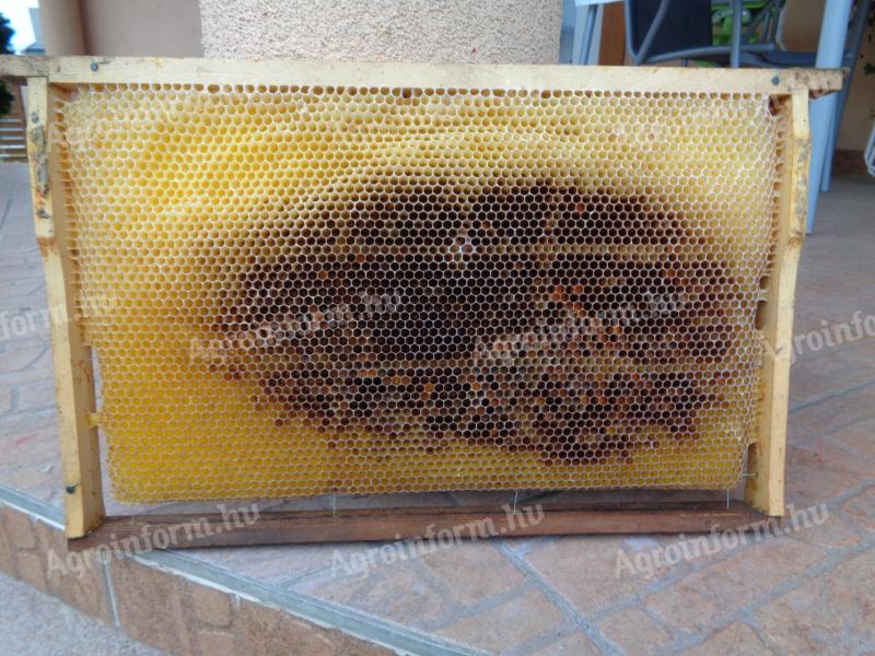 Méhészetből eladó, méhek által épített lép Hajdúszoboszlón