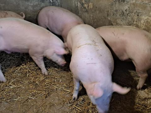 Hízó sertés eladó Hízó sertés eladó