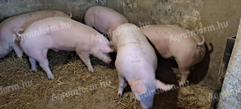 Hízó sertés eladó