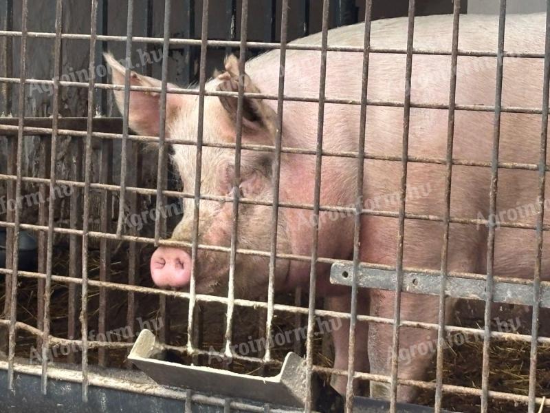 Törzskönyves nagy fehér vemhes koca eladó