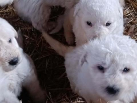 Komondor jellegű kiskutyák gazdát keresnek Komondor jellegű kiskutyák gazdát keresnek