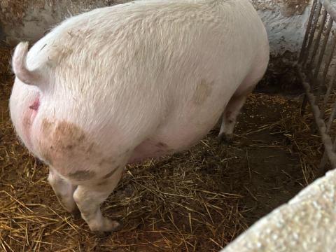 Nagyon szép vemhes F1 koca eladó Nagyon szép vemhes F1 koca eladó