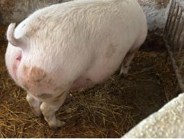 Nagyon szép vemhes F1 koca eladó